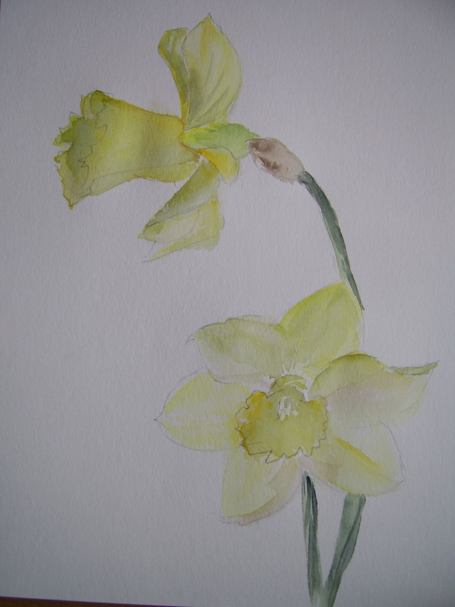 Jonquille à l'aquarelle
