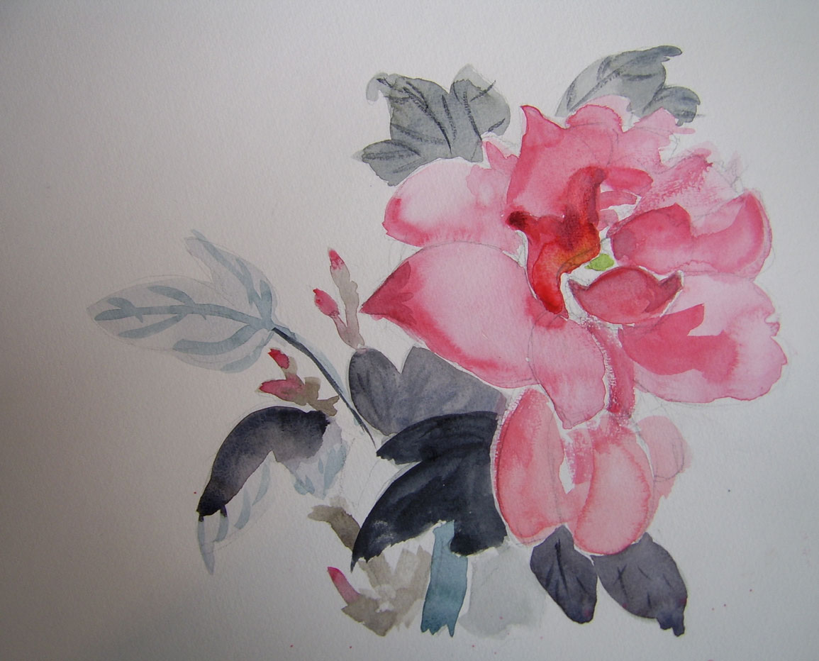 Pivoine, aquarelle de Katarina Gojkovic