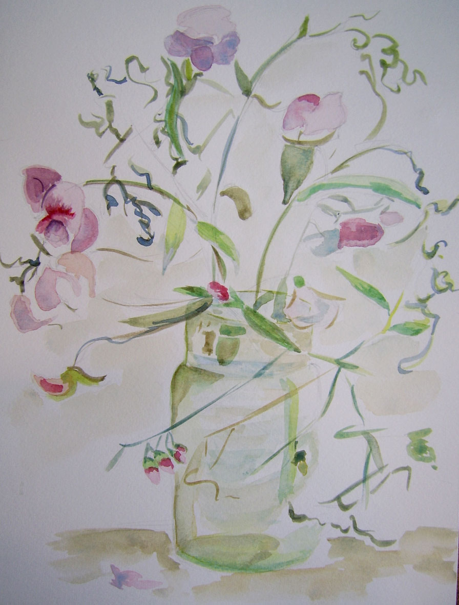 Pois de senteur, aquarelle