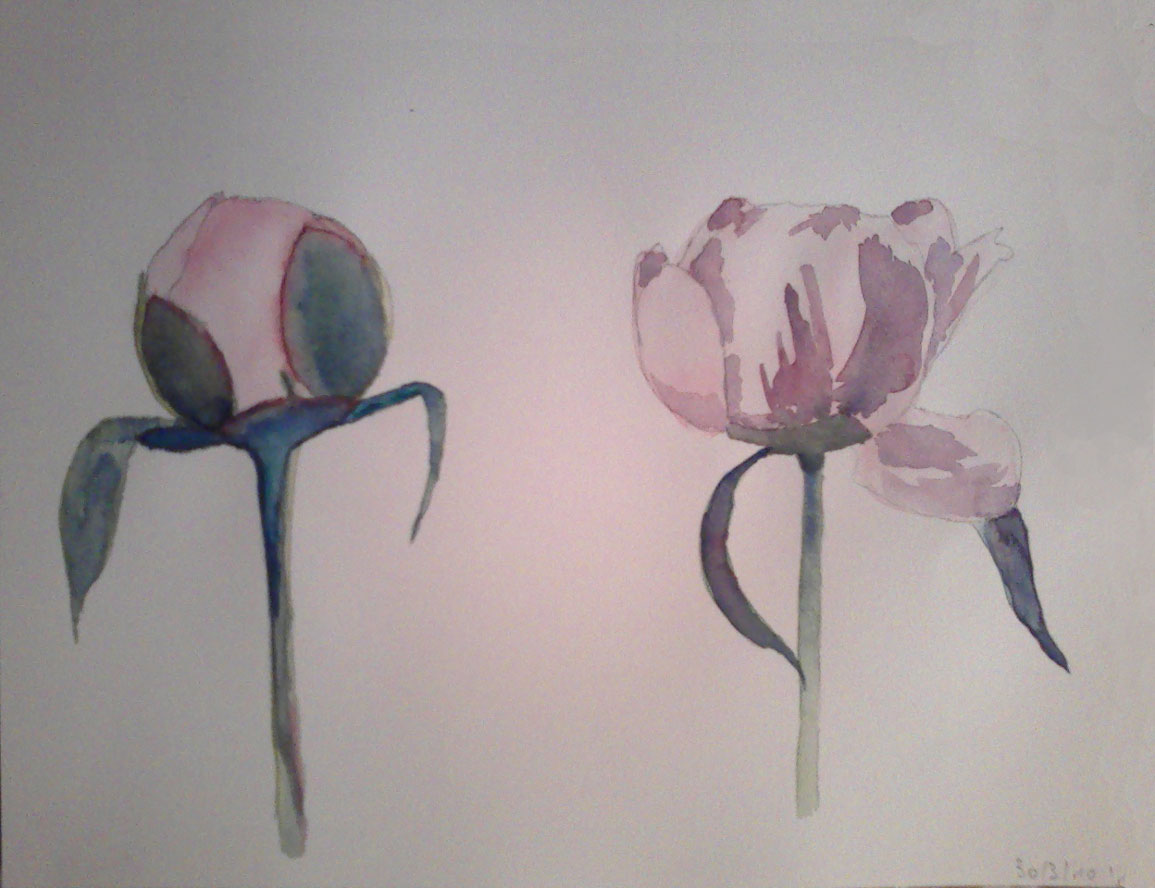 Bouton de rose, aquarelle, Christine Quetier