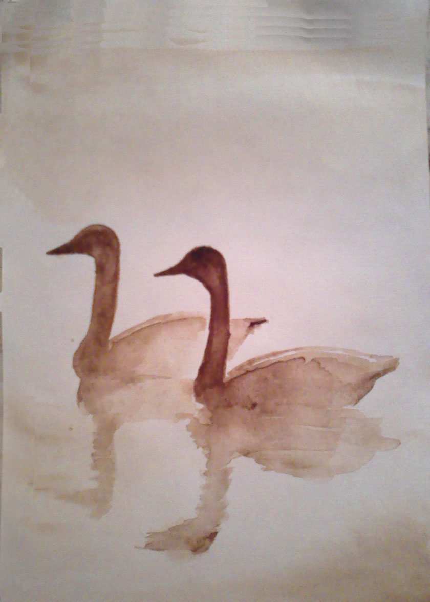 Cygnes, lavis